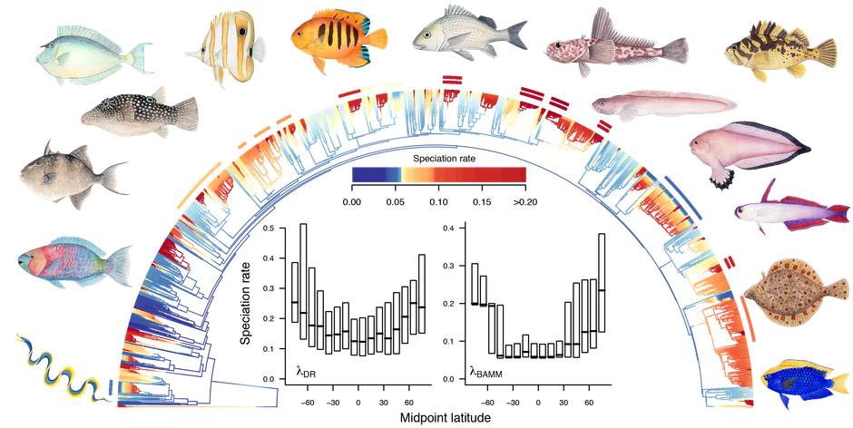 Time-calibrated phylogeny of ray-finned fishes, colored by speciation rate, with plots of speciation rate against latitude, surrounded by drawings of fishes from 15 families.